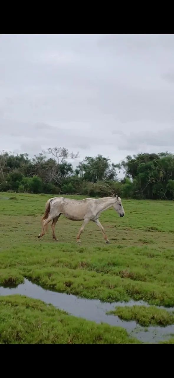 Vendo egua