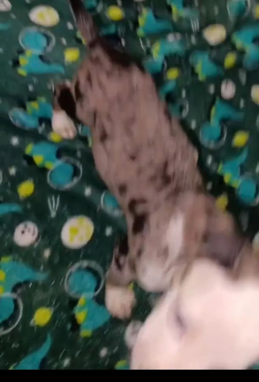 Venda de cachorro  - Foto 2