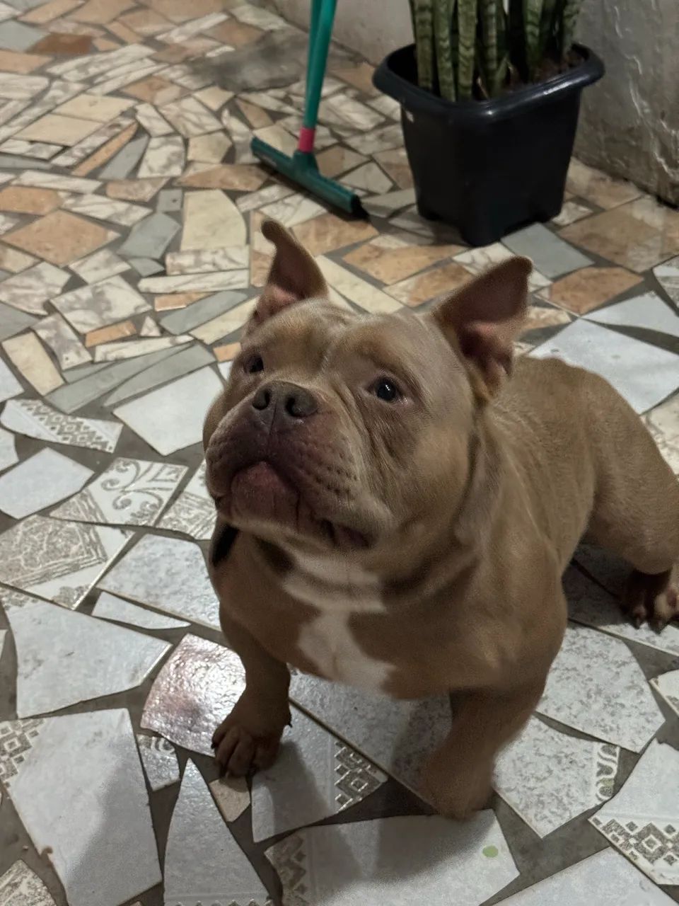American Bully  - Foto 5