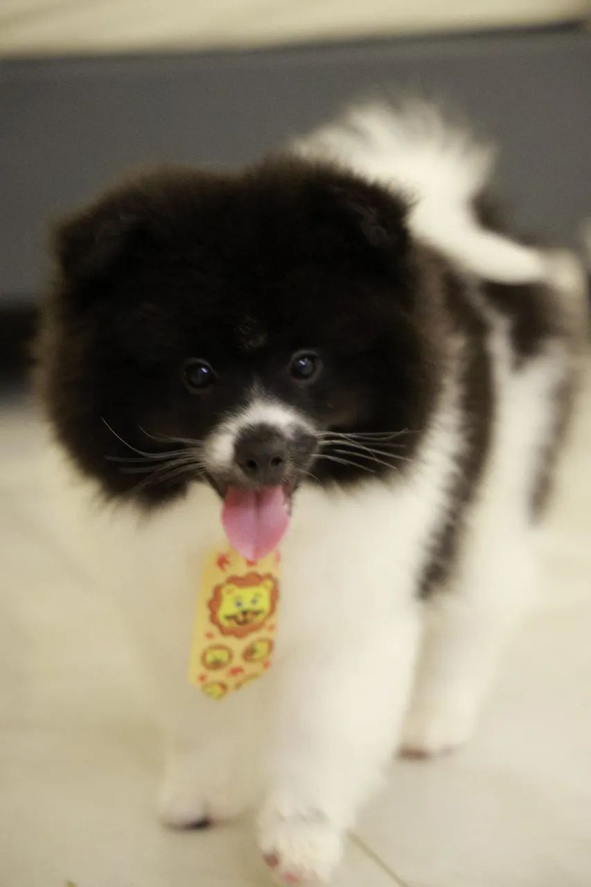 Filhote Macho Pomsky Mini - Merle - Foto 2