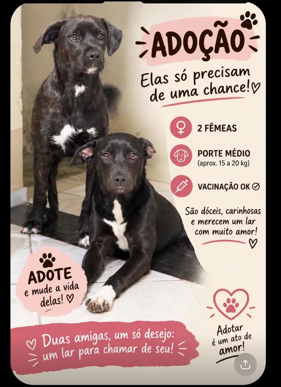 Adoção  - Foto 4