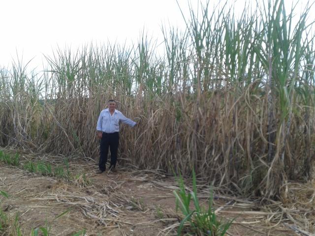 11.500 Hectares, Pecuária, 4800 há pastagens, estruturada, Mato Grosso. - Foto 13