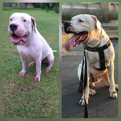 Filhote dogo argentino - Foto 2
