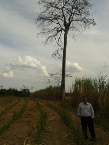 11.500 Hectares, Pecuária, 4800 há pastagens, estruturada, Mato Grosso. - Foto 11