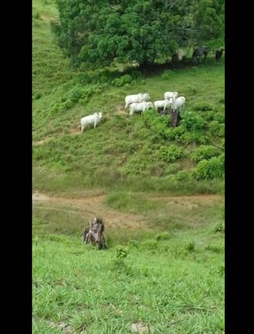Vende-se fazenda e sítio PARCELADOS - Foto 4