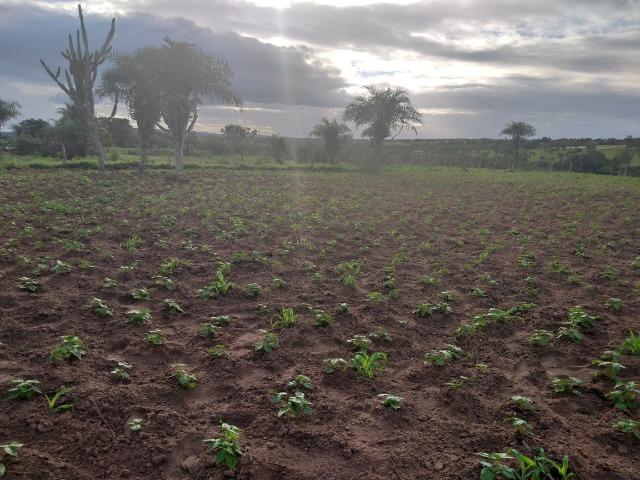 Terreno - Foto 3