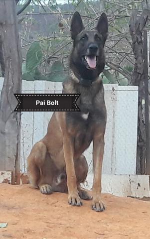 Belga malinois
