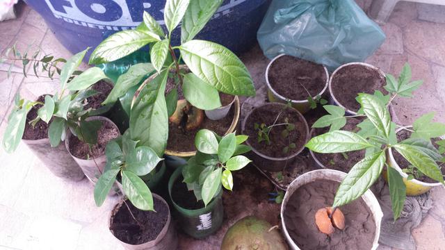Plantas frutiferas - Foto 2