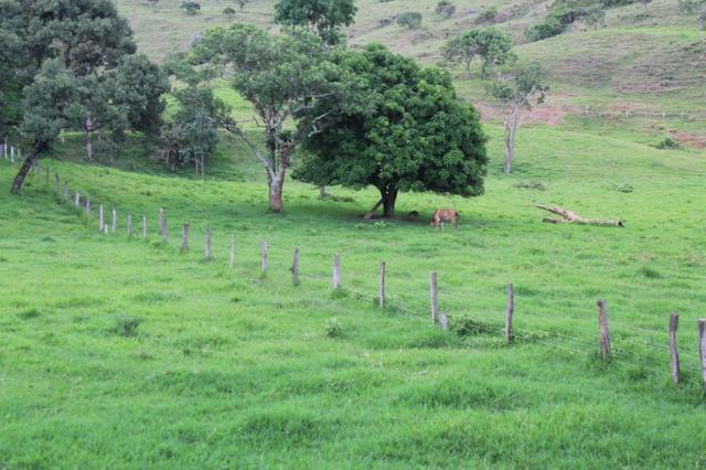 Fazenda Montada 25 Alqueires Cocalzinho"Toda Formada,72 km de Anapolis,129 km Goiania - Foto 20