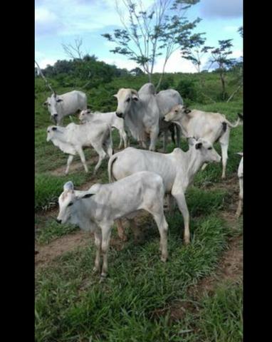 Vende-se fazenda e sítio PARCELADOS - Foto 3