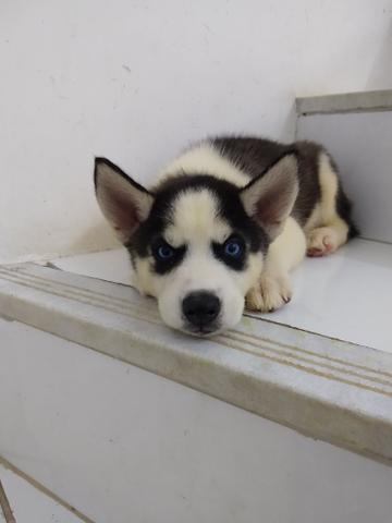Filhote de Husky Siberiano - Foto 2