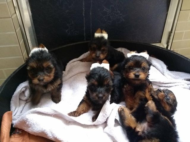 Vendo filhotes de yorkshire machos - Foto 2