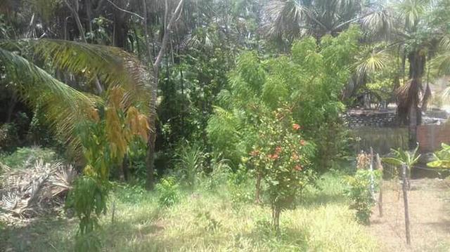 Sítio em panaquatira são José de ribamar - Foto 2