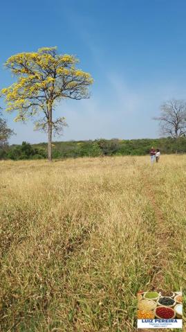 FAZENDA A VENDA DE 906 ALQUEIRÕES EM ARAGUAÇU - TO (Dupla Aptidão) - Foto 6