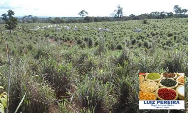 FAZENDA A VENDA DE 906 ALQUEIRÕES EM ARAGUAÇU - TO (Dupla Aptidão) - Foto 11
