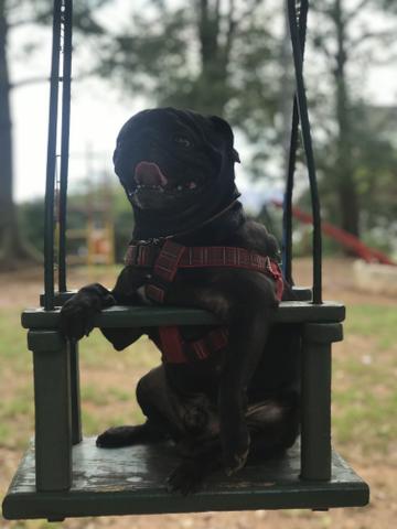 Pug para cruza - Foto 3