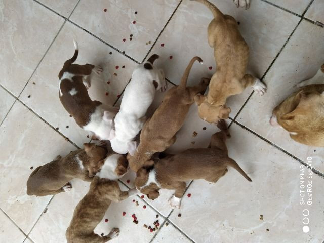 Vendo filhotes de Pitbull
