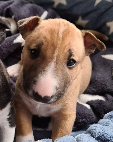 Bull terrier Só aqui na Anima psets  você encontrará as melhores padronagens - Foto 2