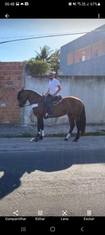 Cavalo crioulo 