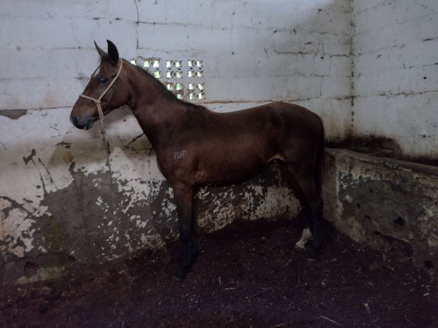 Potro cavalo mangalarga marchador castanho genuíno de picado