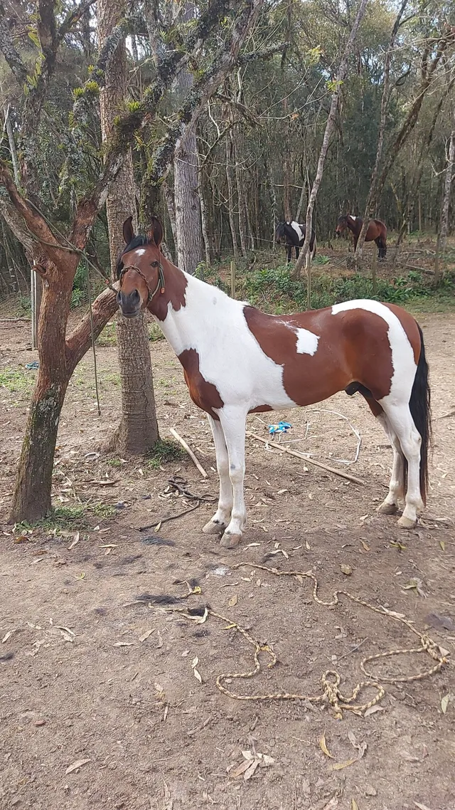 Traia de cavalo  +63 anúncios na OLX Brasil