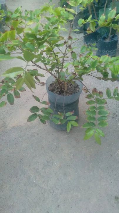 Muda de frutíferas  - Foto 3