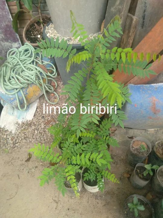 Muda de frutíferas  - Foto 2