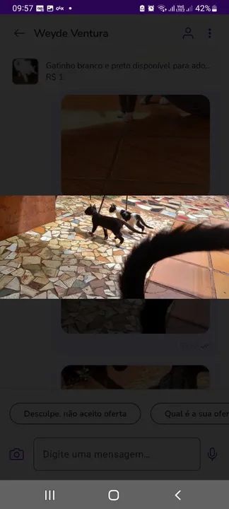 Gatinho preto disponível para adoção - Foto 5