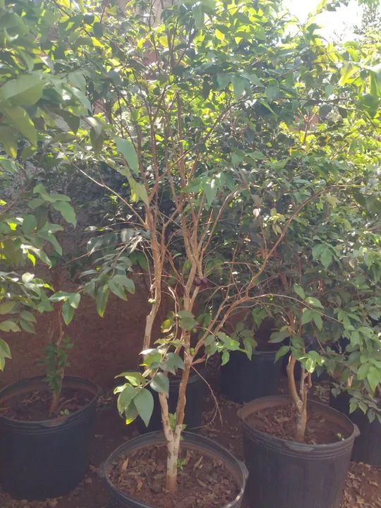 Jabuticaba produzindo  - Foto 2