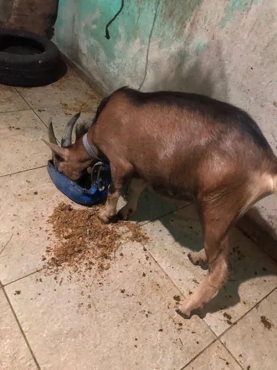 Bode da raça parda alpino  - Foto 5