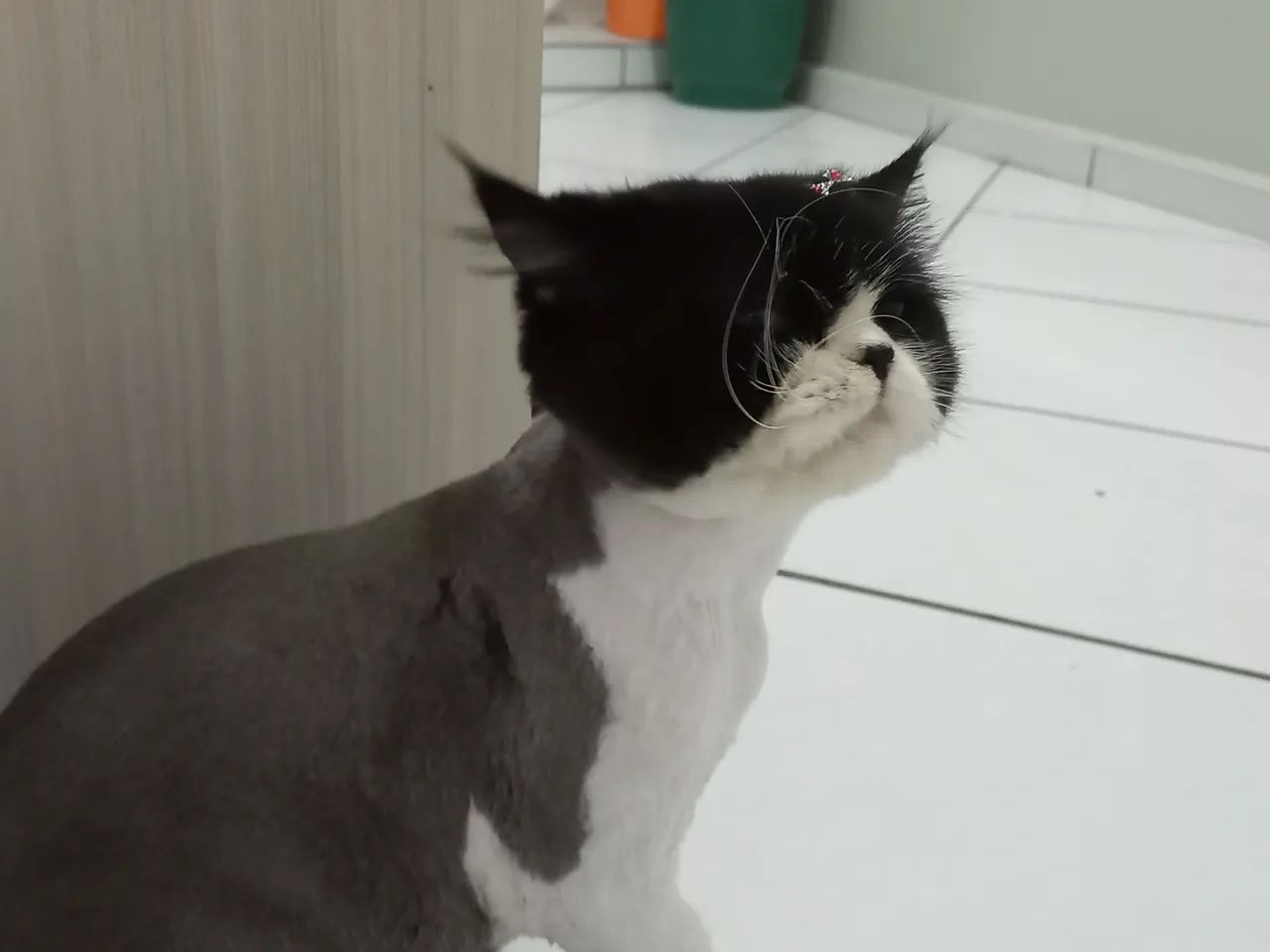 Gato Persa  reprodutor 2.6 Anos. Disponível 