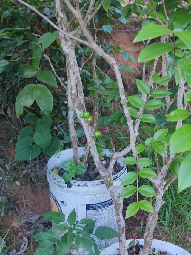 Pé de Jaboticaba  - Foto 2