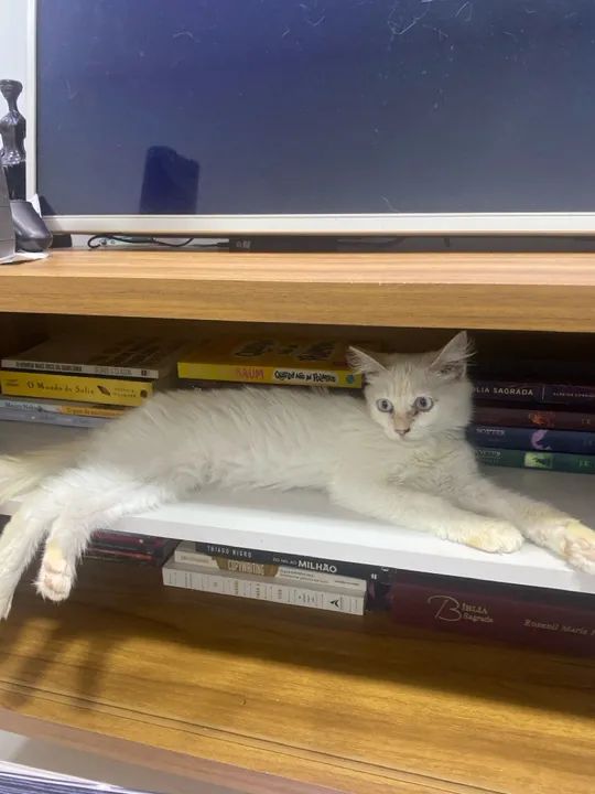 Gatinho branco disponível para adoção