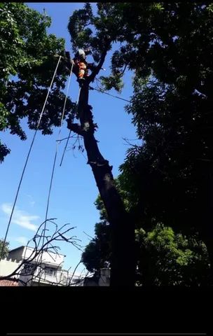 Poda de árvores  profissional ? - Foto 3