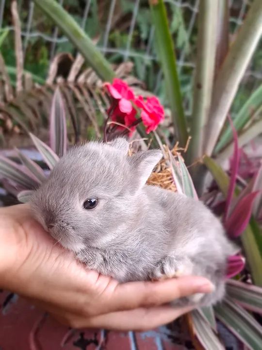 Coelho Netherlands- Anão, raça pura