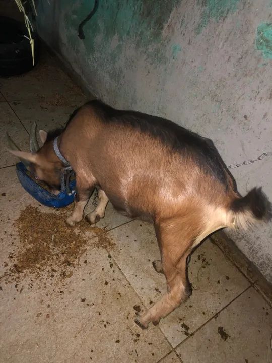 Bode da raça parda alpino  - Foto 4