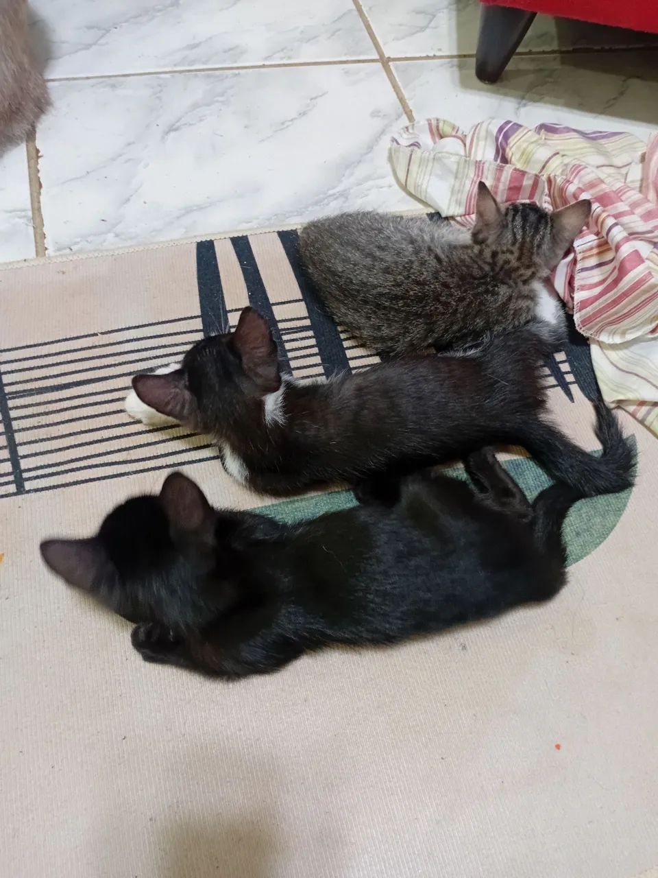 Três gatos machos disponíveis pra adoção são Três gatos machos  - Foto 6