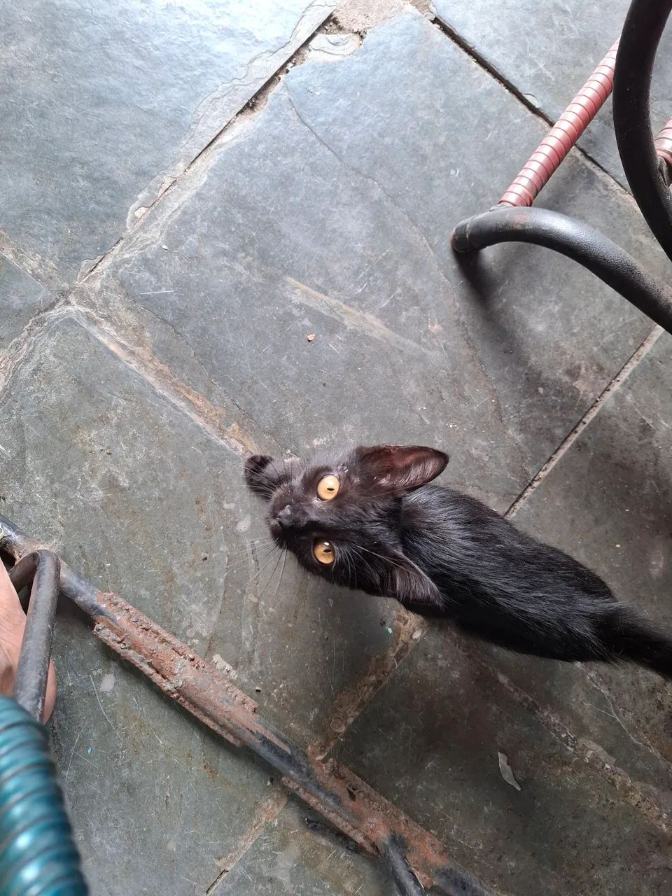 Gatinho Preto 