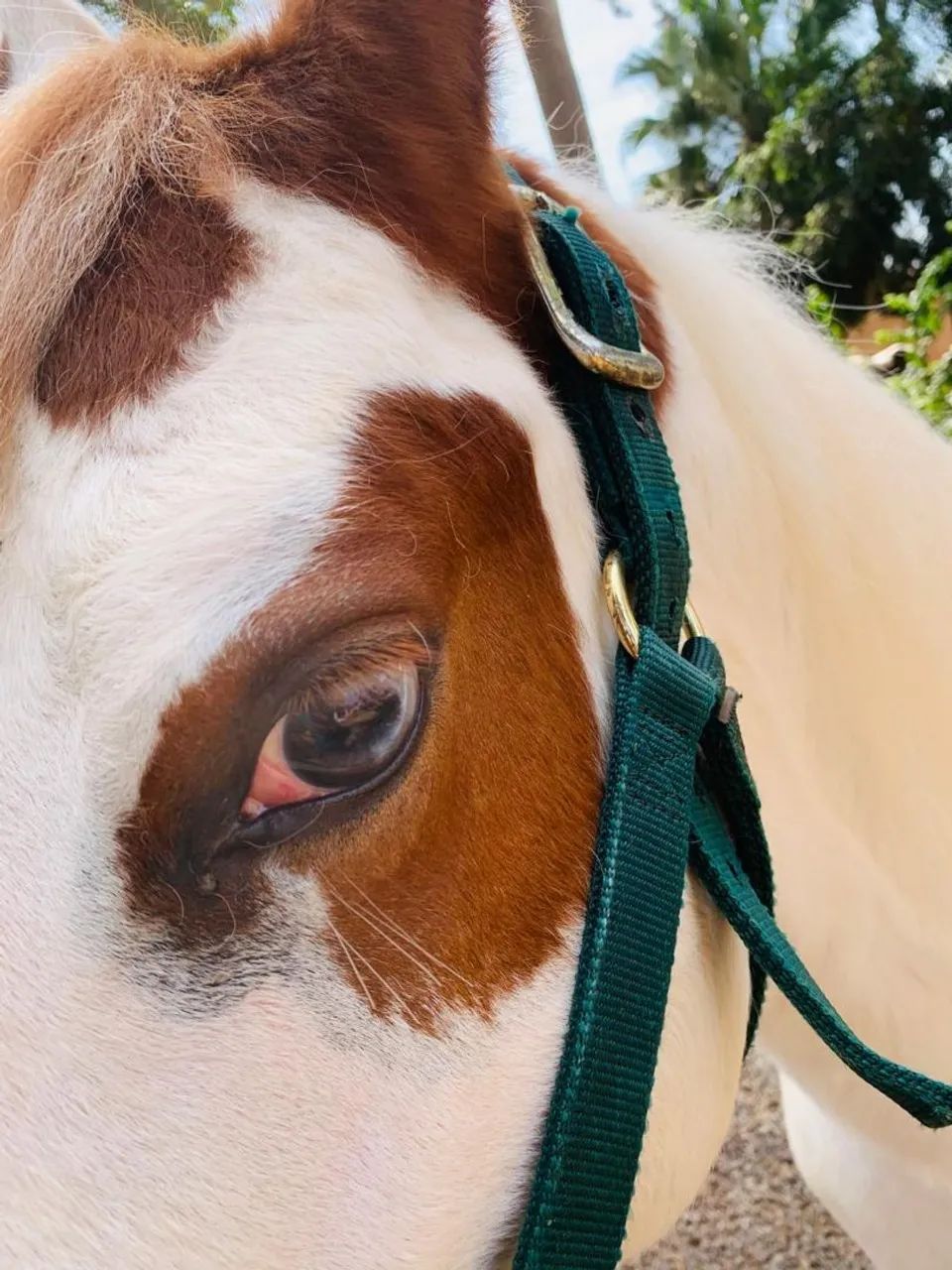 Cavalo Potro Paint horse PO Registrado  - Foto 3