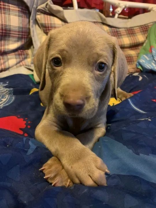 Weimaraner Filhotes Lindos  - Foto 3