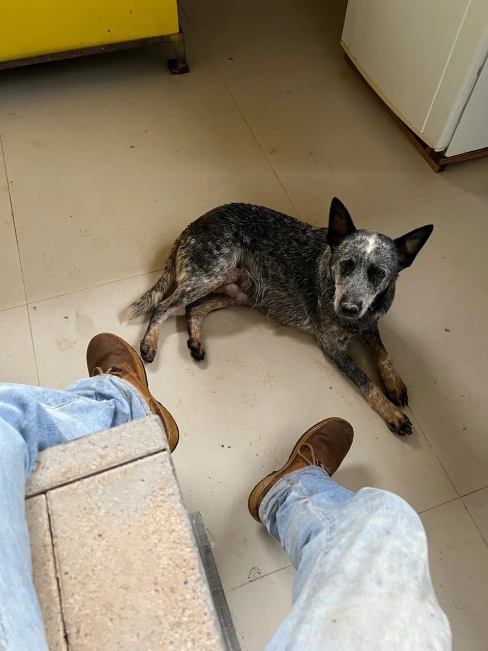 Filhotes de Blue heeler disponível para venda! - Foto 5