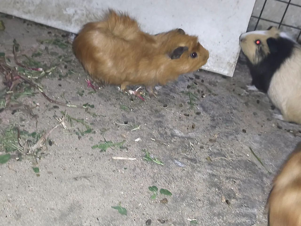 .Porquinhos da índia. Peruano64167789315074125