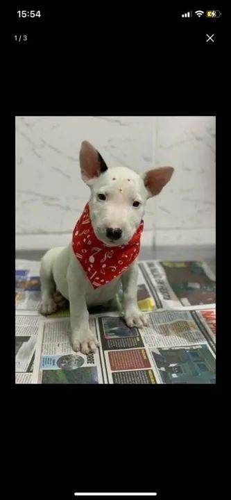 Bull Terrier Inglês,chamar what's