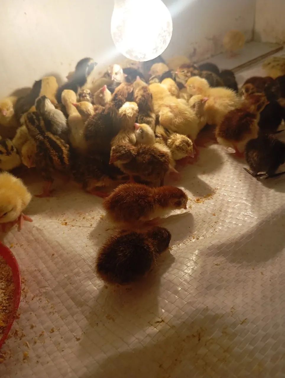 Ovos de codorna gigante galados  - Foto 6