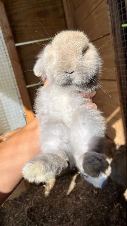 Mini coelho - Foto 2