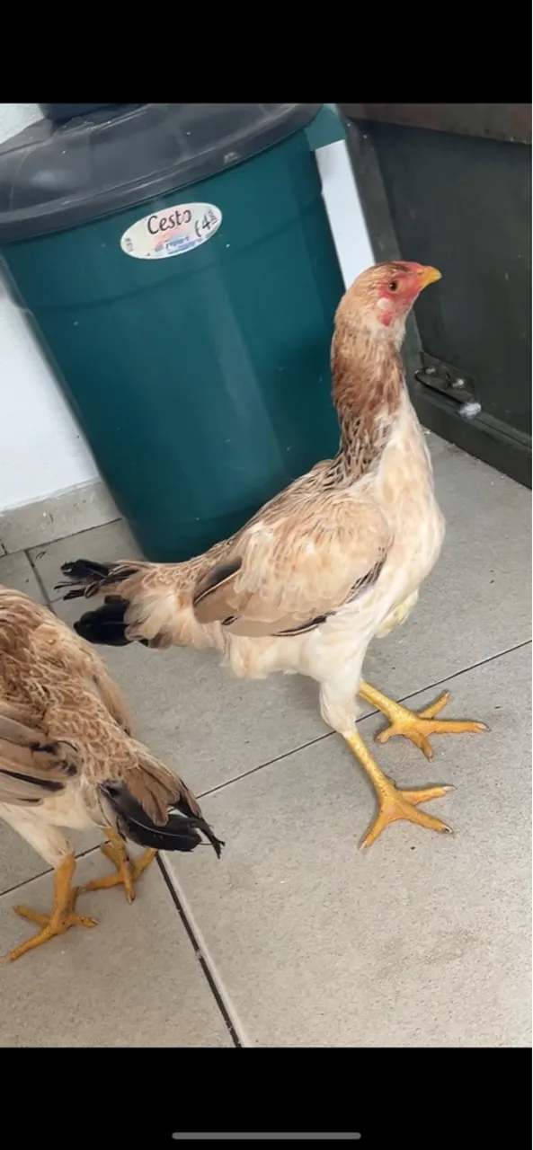Frangas e frangos caipira
