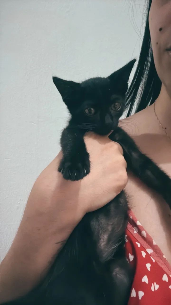 Doação de gatinhos - Foto 4