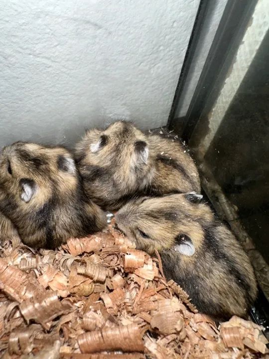 Hamsters sírios e anoes russos  - Foto 6