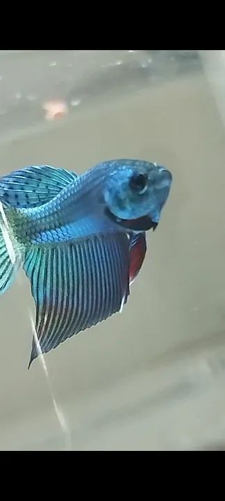 Betta macho azul e verde