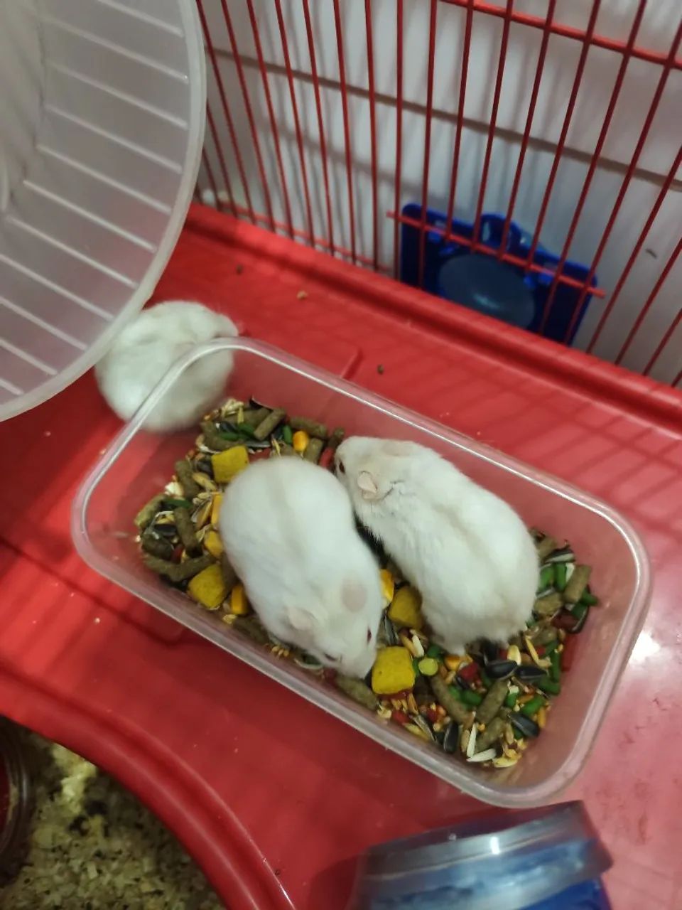 Hamsters fofinhos a venda 